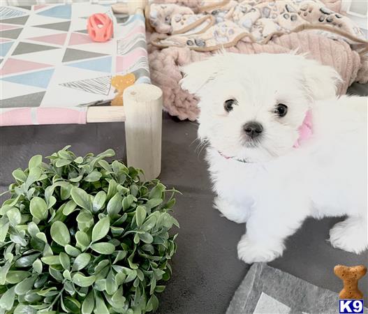 Miracle Maltese Picture 1